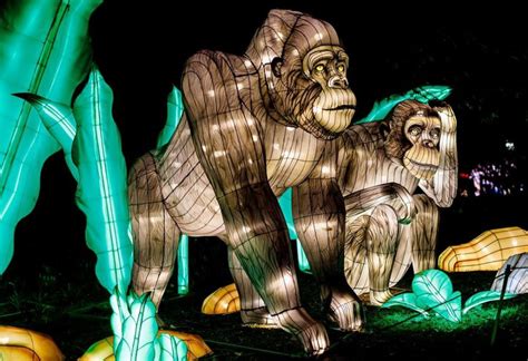 Boston zoo lights. Things To Know About Boston zoo lights. 